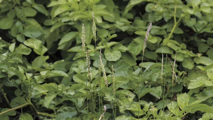 blackgrass in potatoes