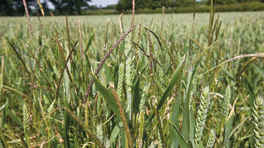 blackgrass-in-wheat