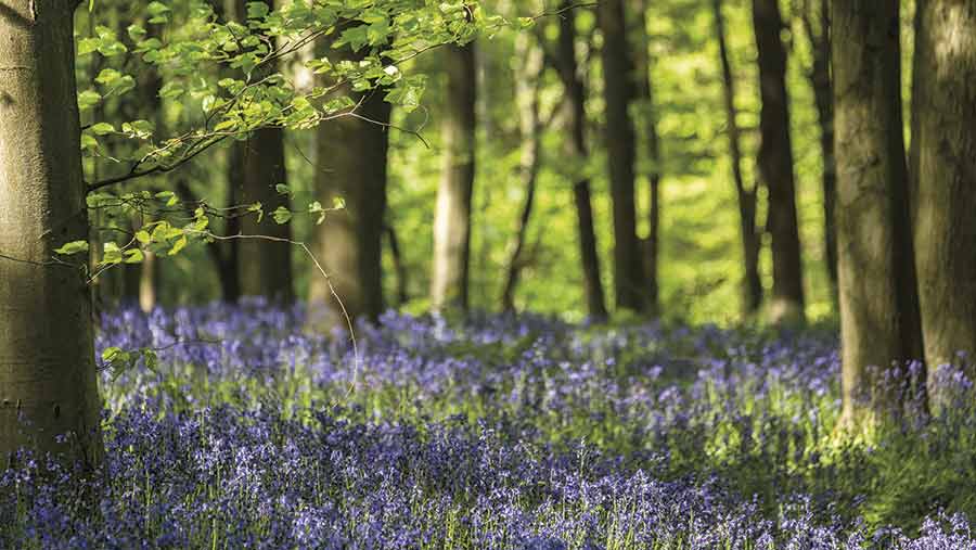 bluebell woods