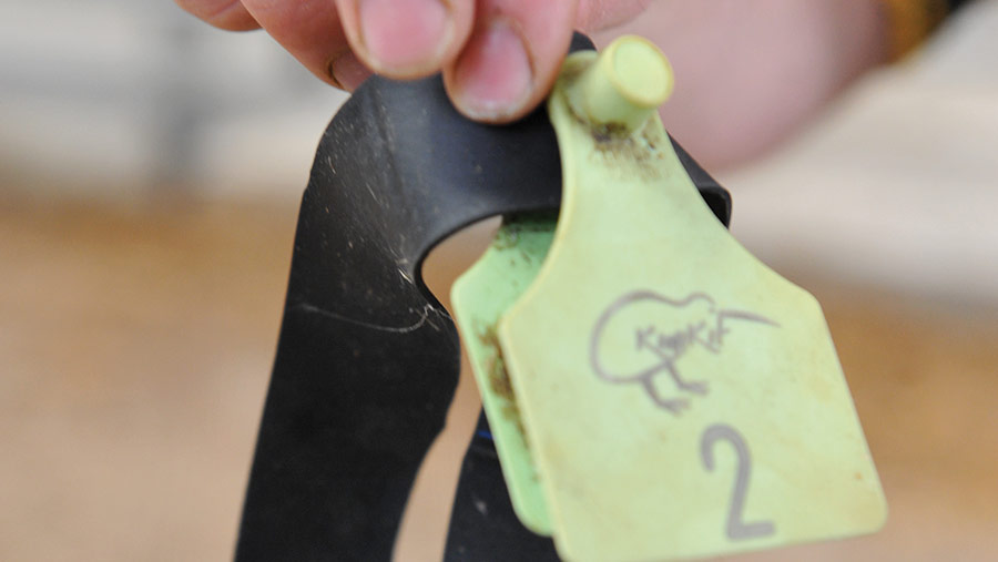 Calf management tags