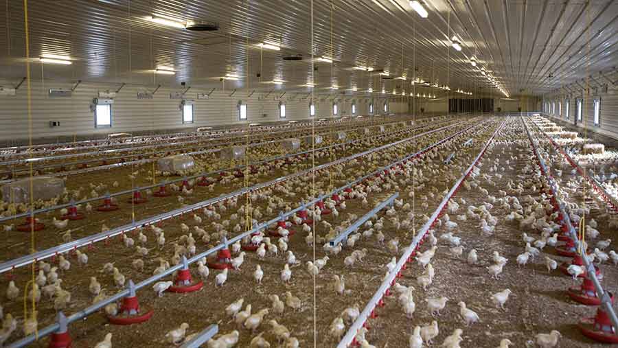 inside chicken shed