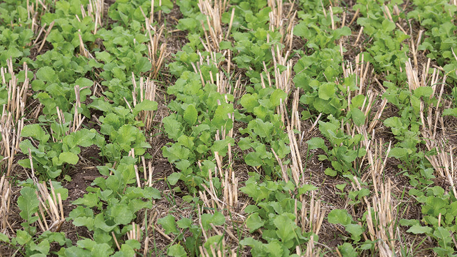 Radish cover crops