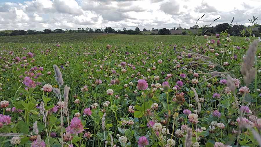 nectar flower mix