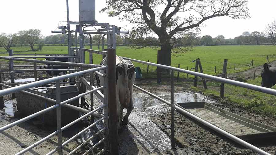 cows returning to paddock