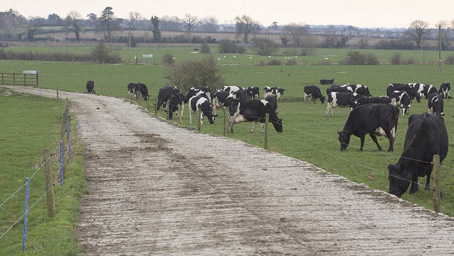 Dairy cows by a cow track