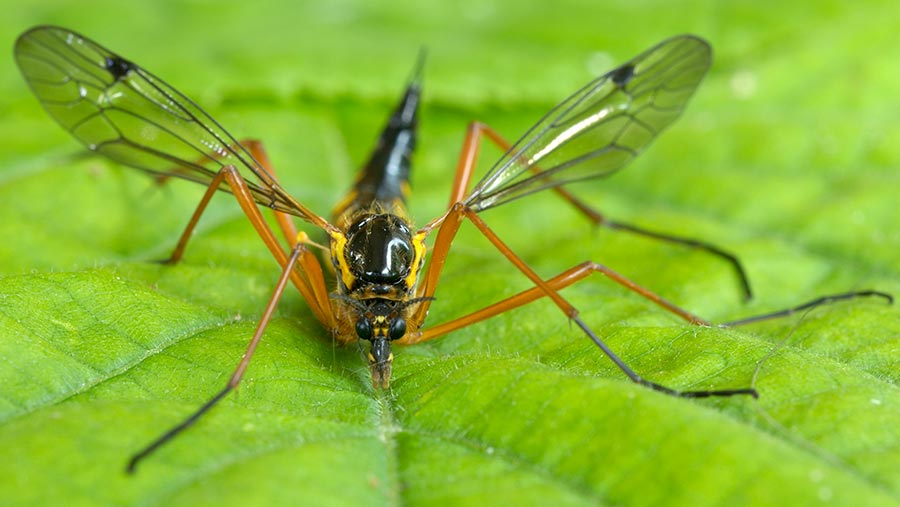 Cranefly on a leaf