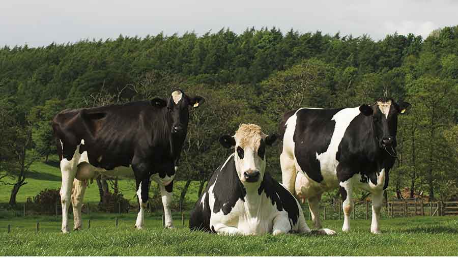 dairy cows