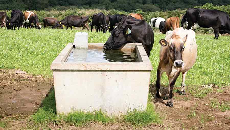 Cows in paddock drinking from trough