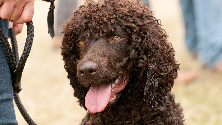 A dog at the Game Fair