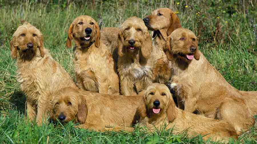 Group of dogs  © Gerard Lacz/REX/Shutterstock