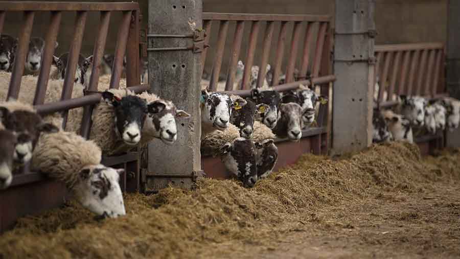 ewes eating silage