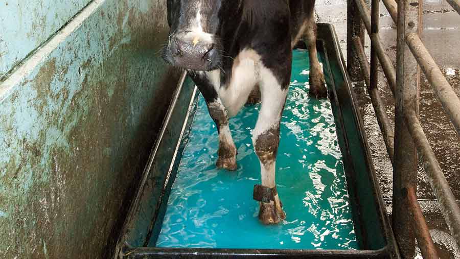 Cow walking through a foot-bath