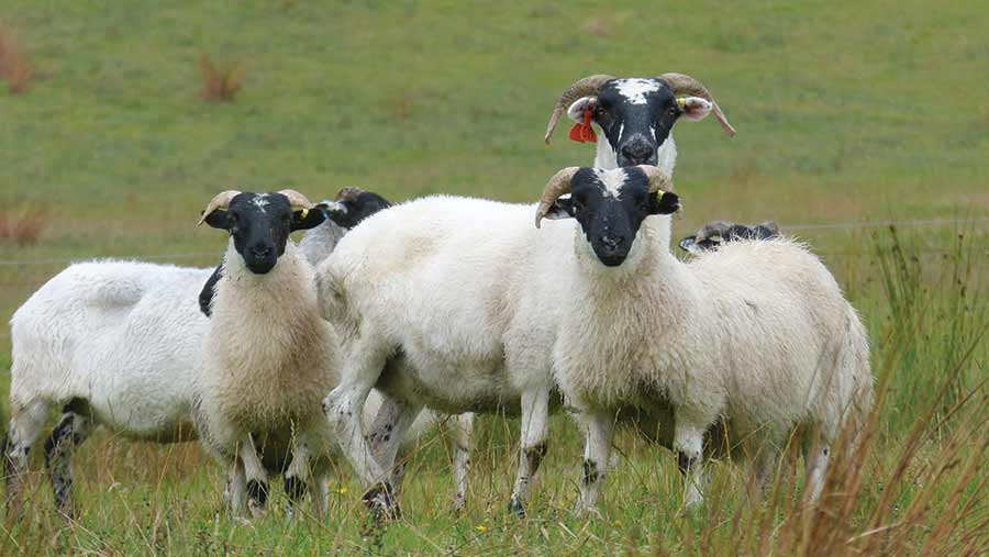 Flock of Blackface sheep in pasture