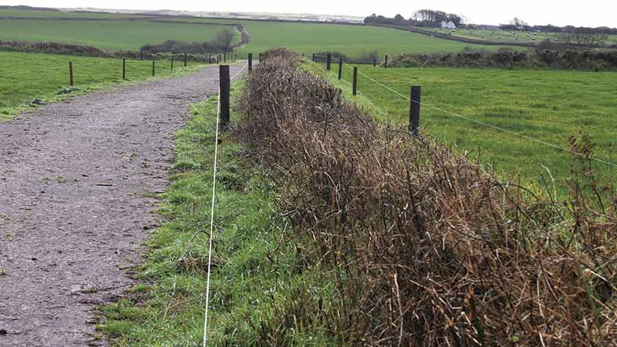 gap left between hedge and electric fence