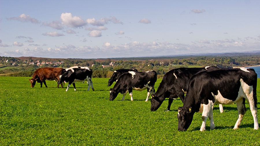 Grazing dairy livestock