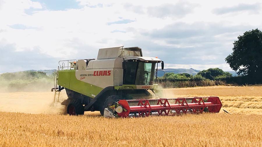 Claas combine harvesting wheat