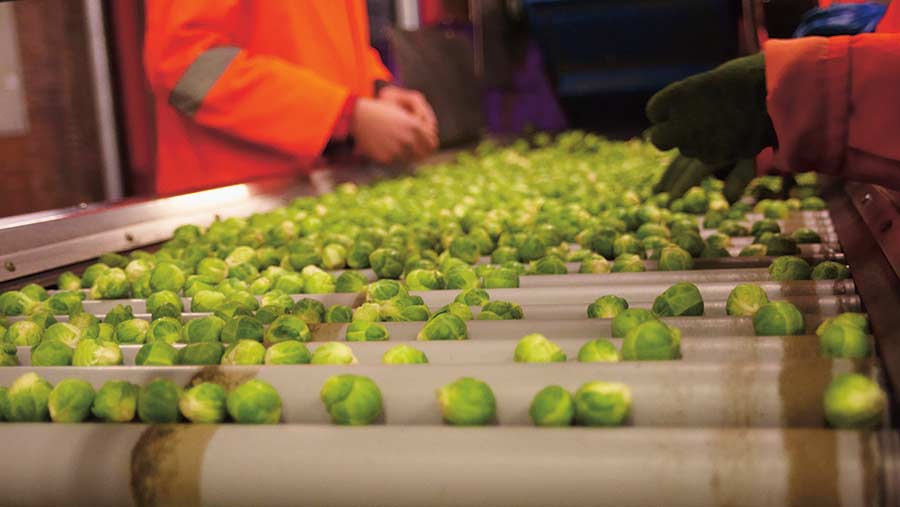 Workers checking Brussels sprouts on conveyor belt