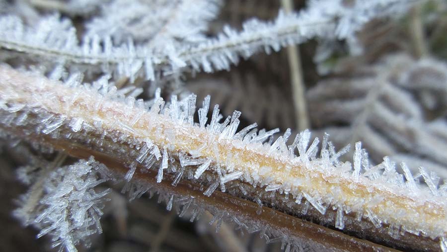 A photograph of frost
