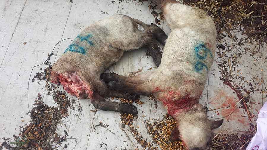 Lamb in field with head bitten off