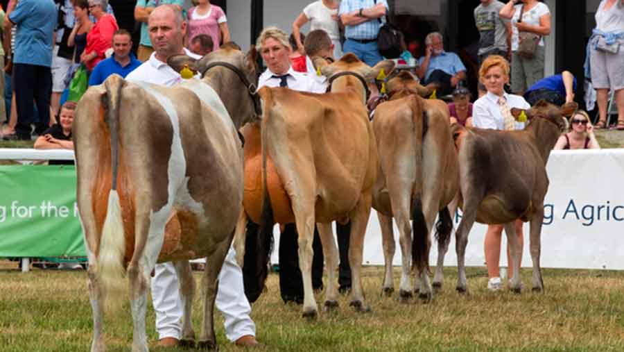 dairy cattle at show