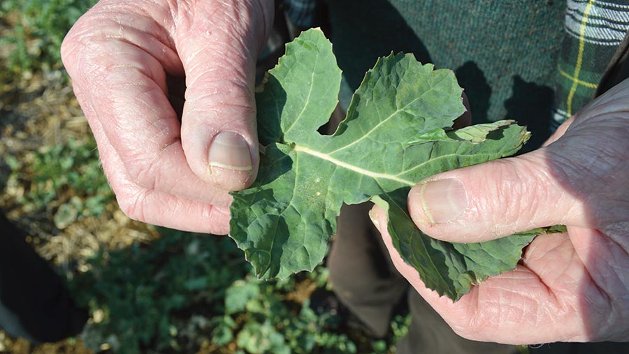 Hand holding oilseed rape leaf with light leaf spot infection