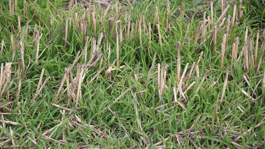 overwintered stubble