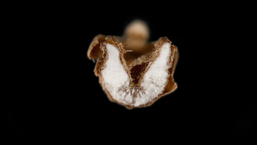 Rye brome has seed with a 'V'- or 'U'-shaped cross-section