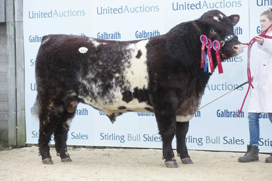Senior Champion Willingham Kabatic from A Haigh, Market Rasen, went to I Evans, Aberystwyth, for 11,000gns. © Tim Scrivener