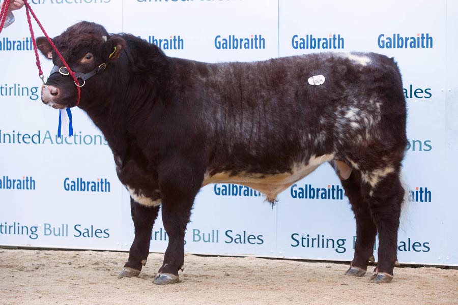 Fear Godfather son Coldrochie Kensington sold to Hampshire-based LEP Farms for 11,000gns. © Tim Scrivener