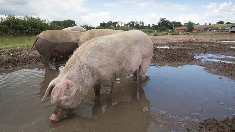 pigs in mud