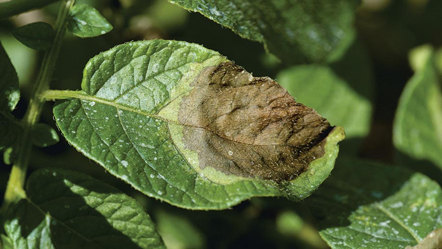 Late blight in potatoes © Design Pics Inc/Rex/Shutterstock