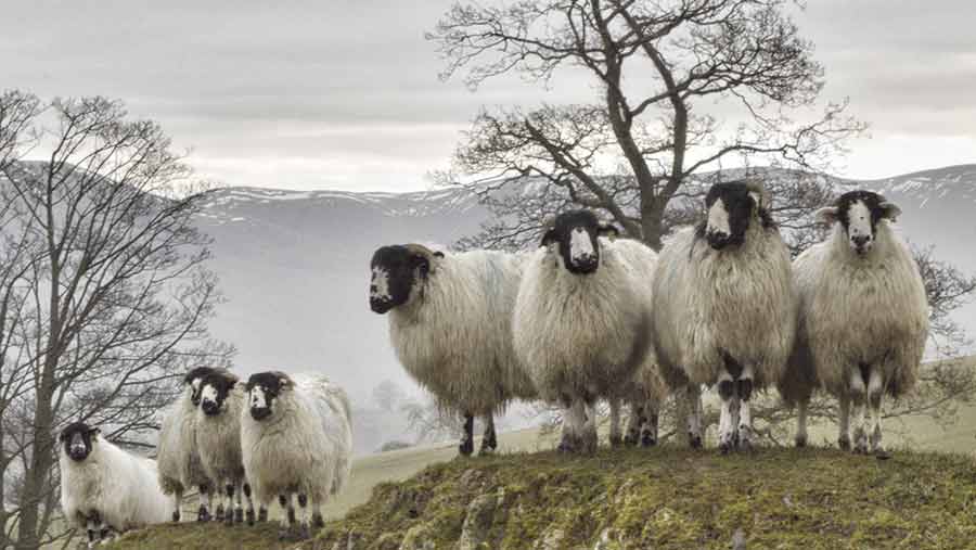 rough fell hoggs