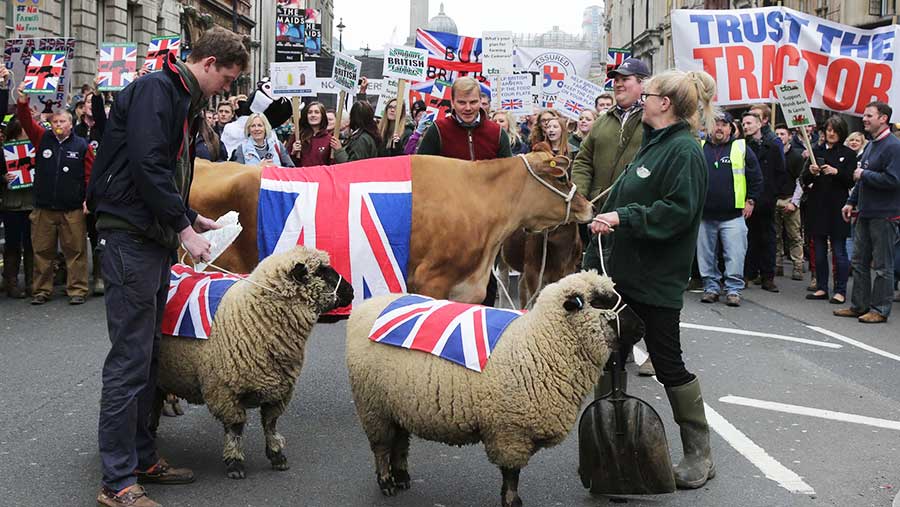 Sheep and cows with farmers at the London protests © Tim Scrivener
