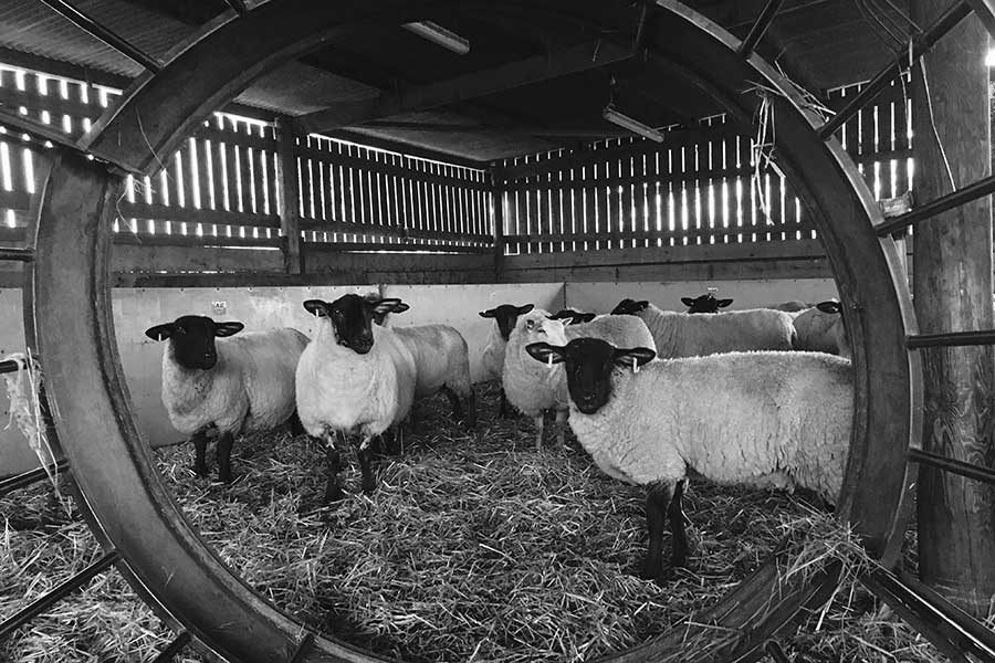 Sheep seen through hay rack