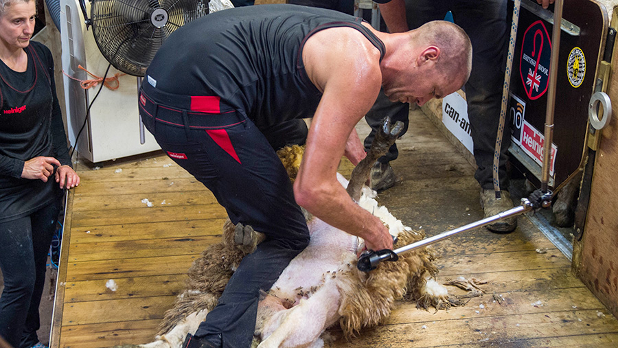 Rowland-Smith during the sheep shearing record attempt