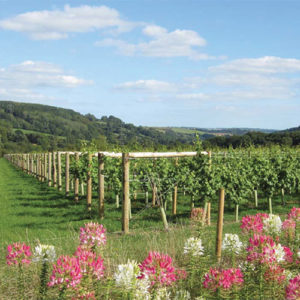 Southcote Vineyard