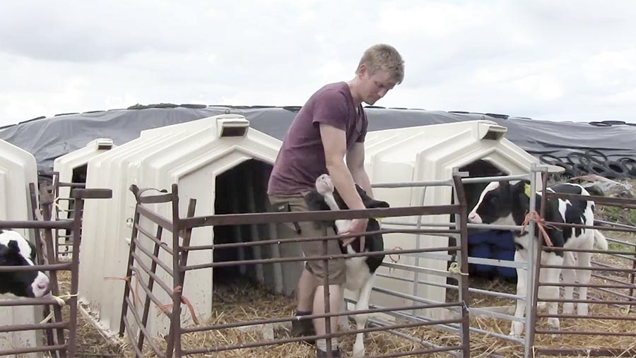 A calf is restrained in the corner of a hutch