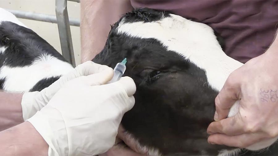 A gloved had applies local anaesthetic to a calf