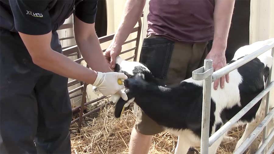 An antibiotics spray is used on a calf