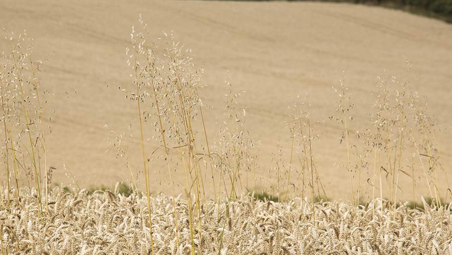 Wild oat crop