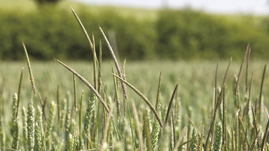 Blackgrass