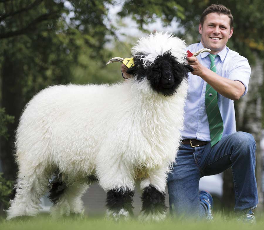A man and a fluffy sheep