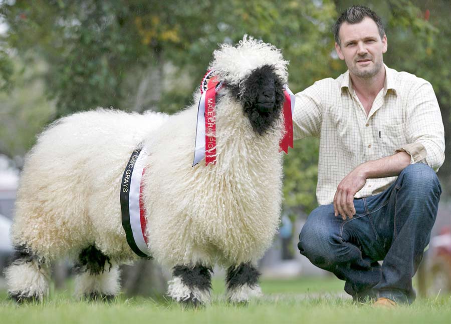 a man with a very fluffy sheep