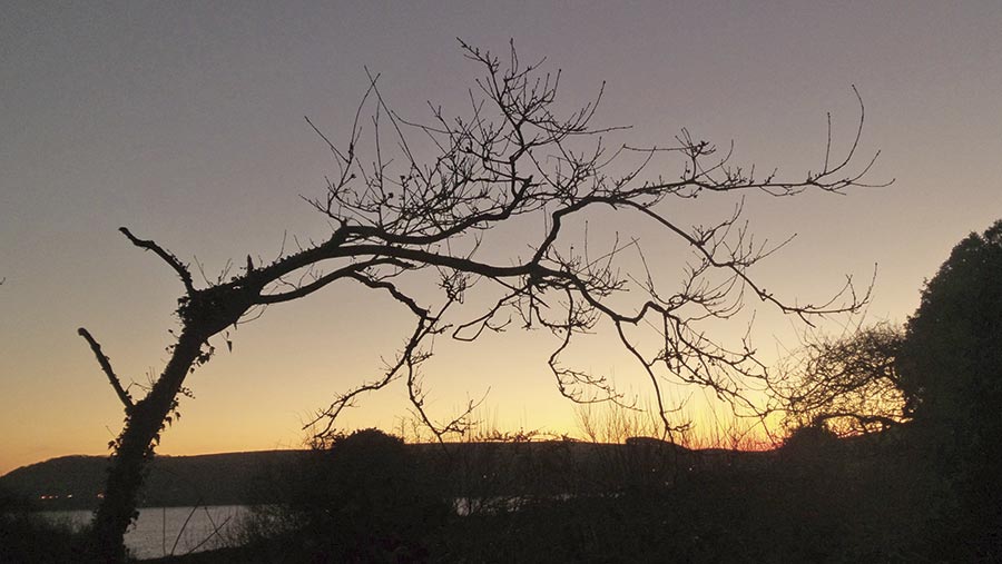 A tree silhouetted against a sunset