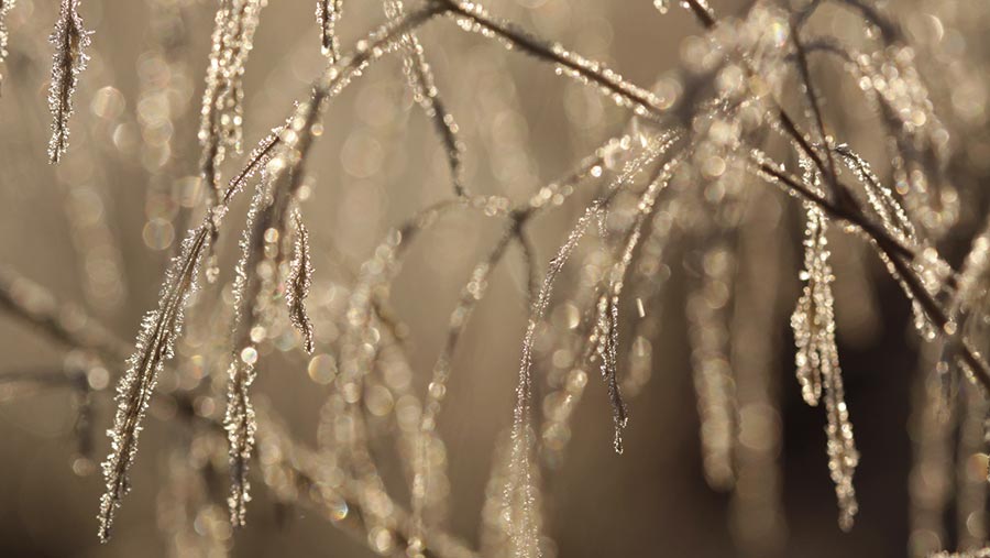 Frost on leaves