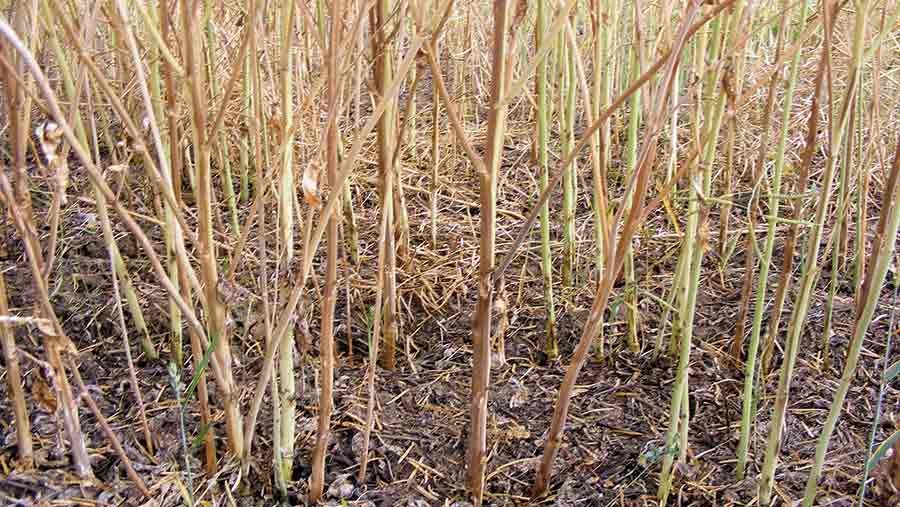 OSR crop showing vert wilt symptoms