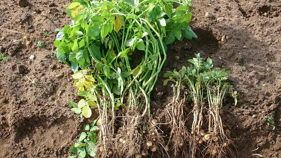 Crops hit by potato cyst nematode 