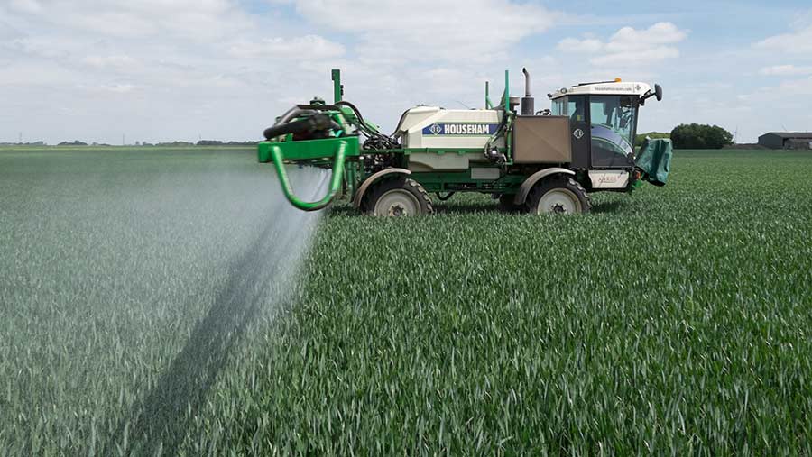 Spraying winter wheat at the flag leaf stage