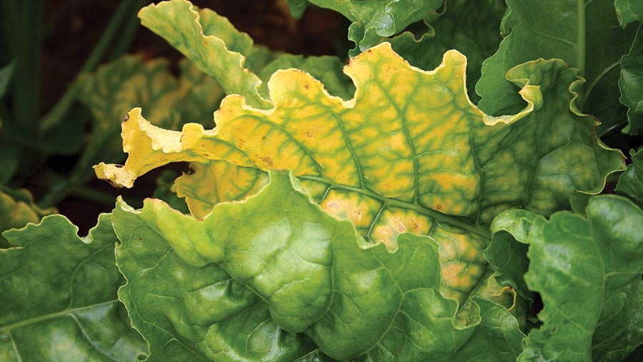 Virus yellows on sugar beet