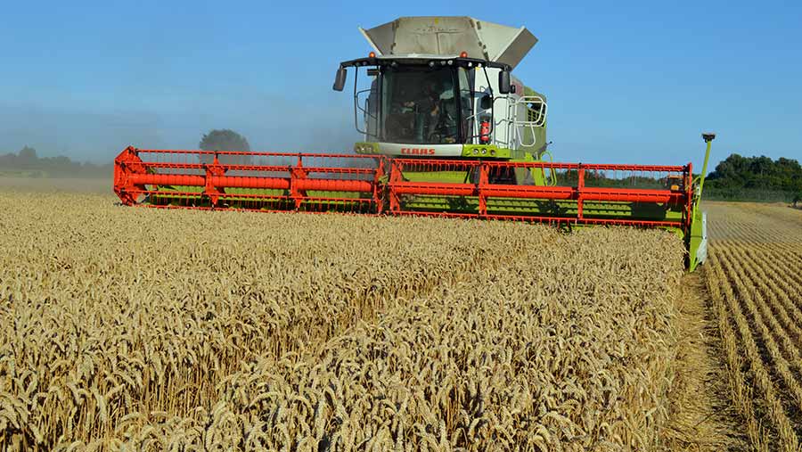Wheat being harvested